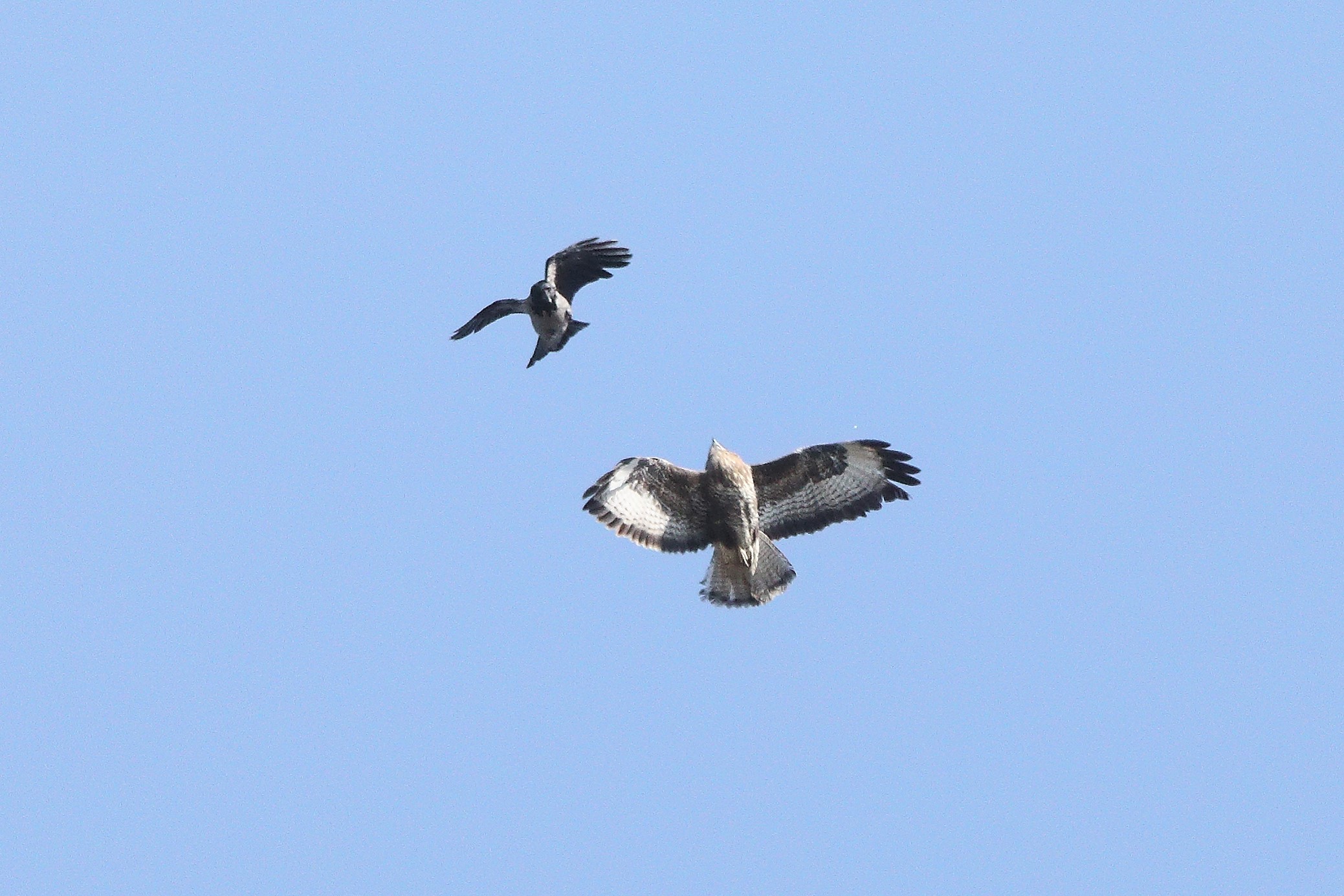Buzzard 22-03-2022
