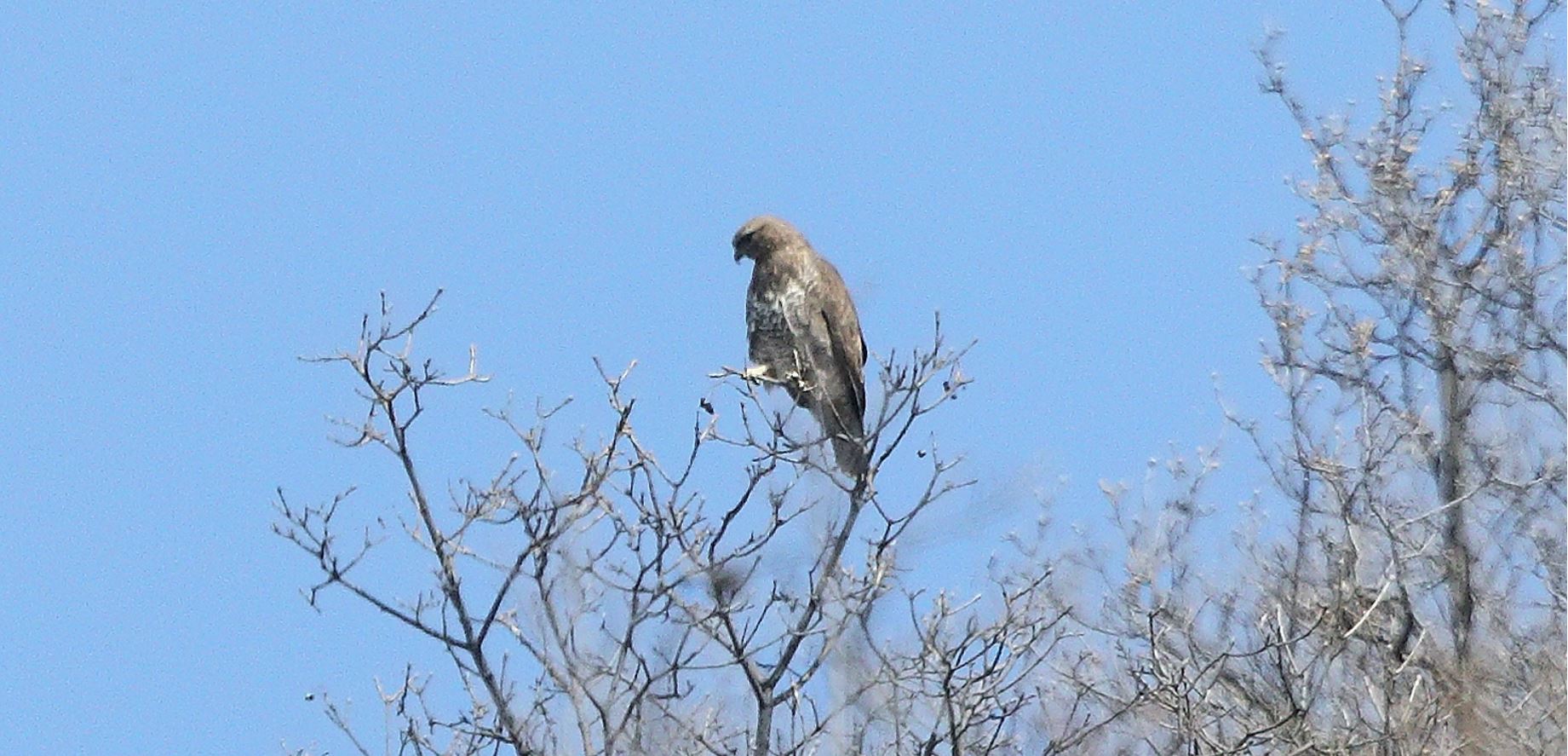 Buzzard 22-03-2022
