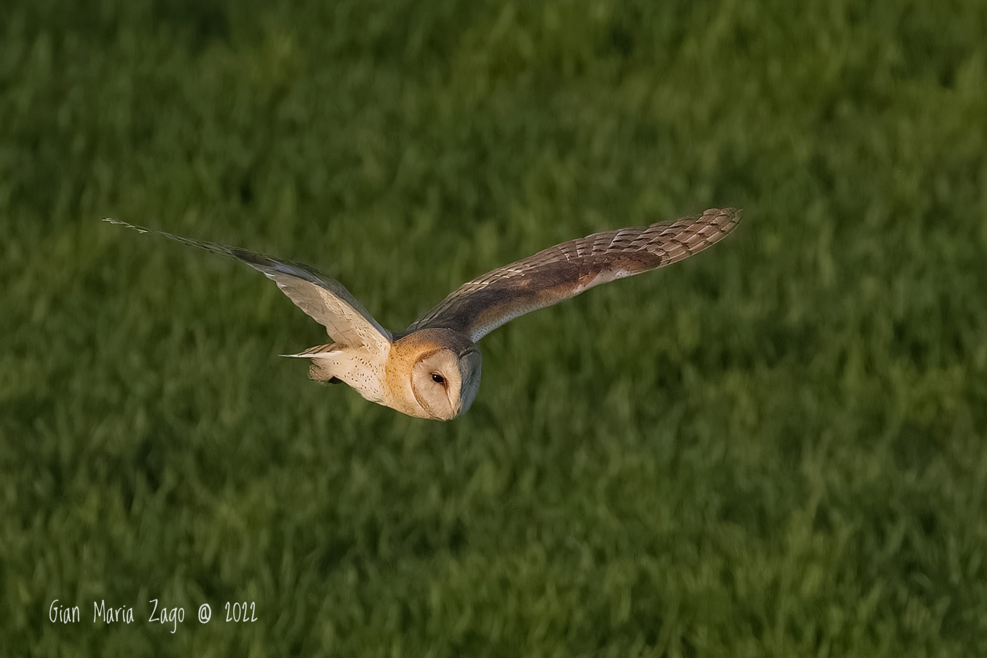 Barn owl