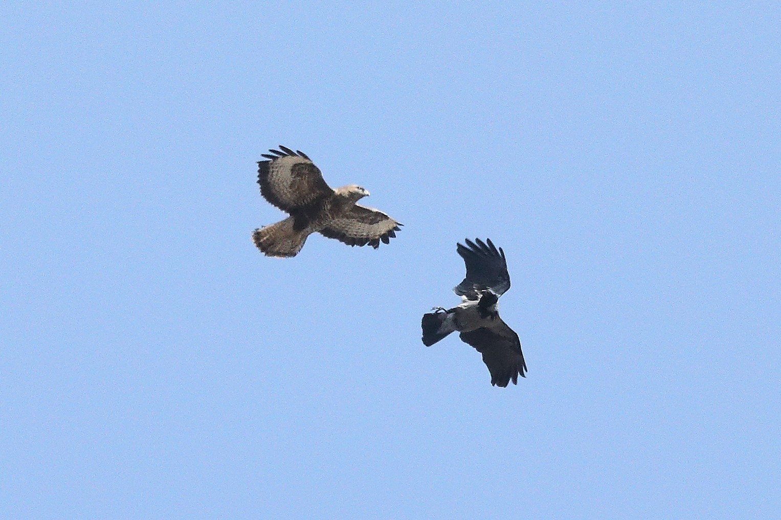 Buzzard 22-03-2022