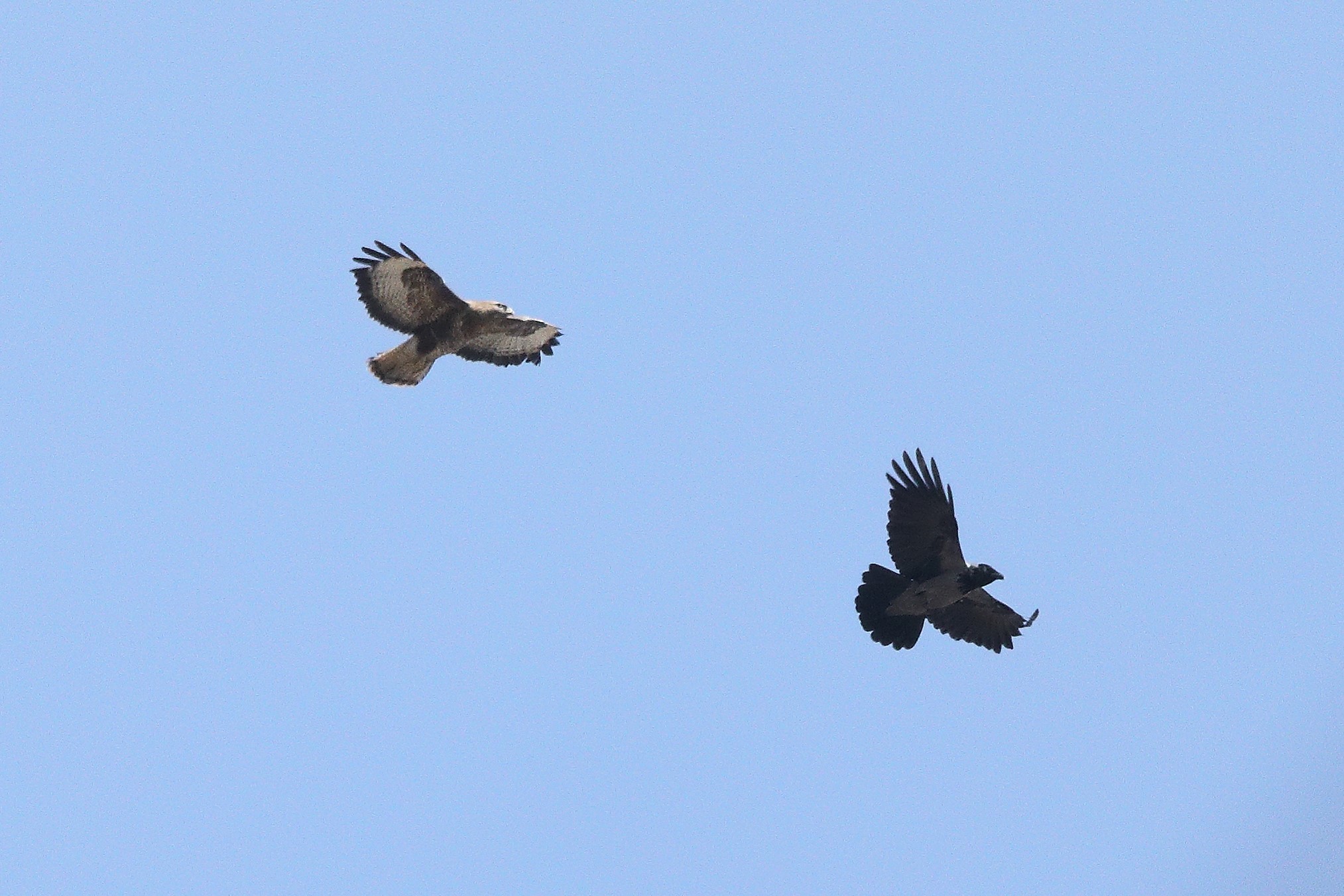 Buzzard 22-03-2022