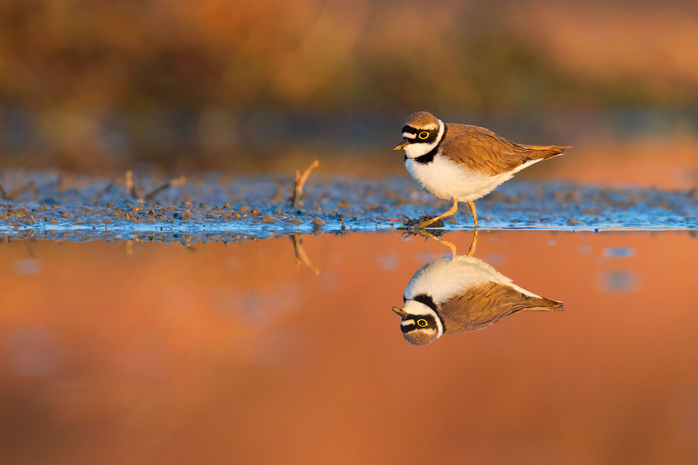 Little ringed plover