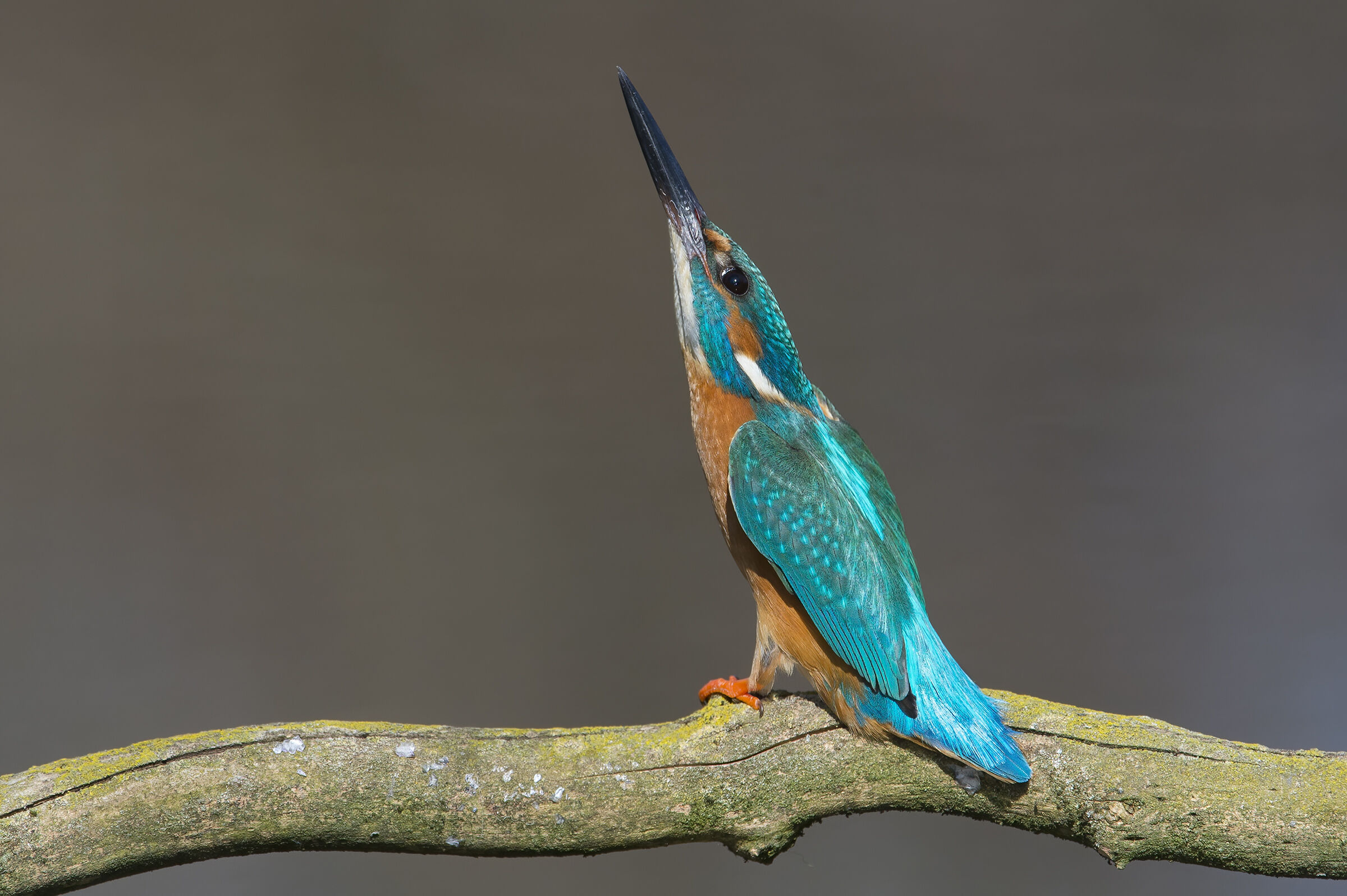Kingfisher (Alcedo atthis)