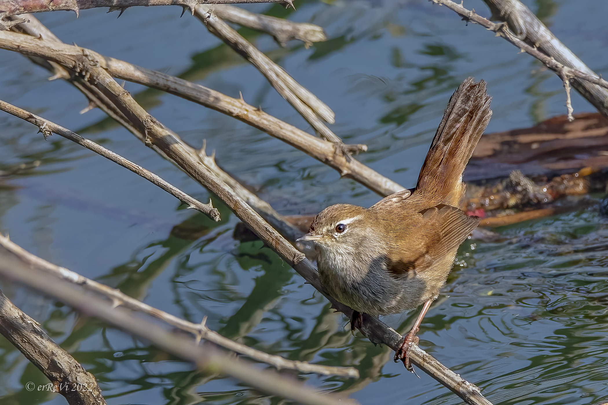 Wren or River Nightingale