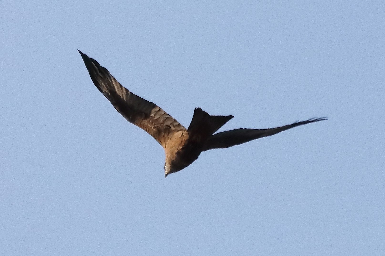 Black kite 23-03-2022