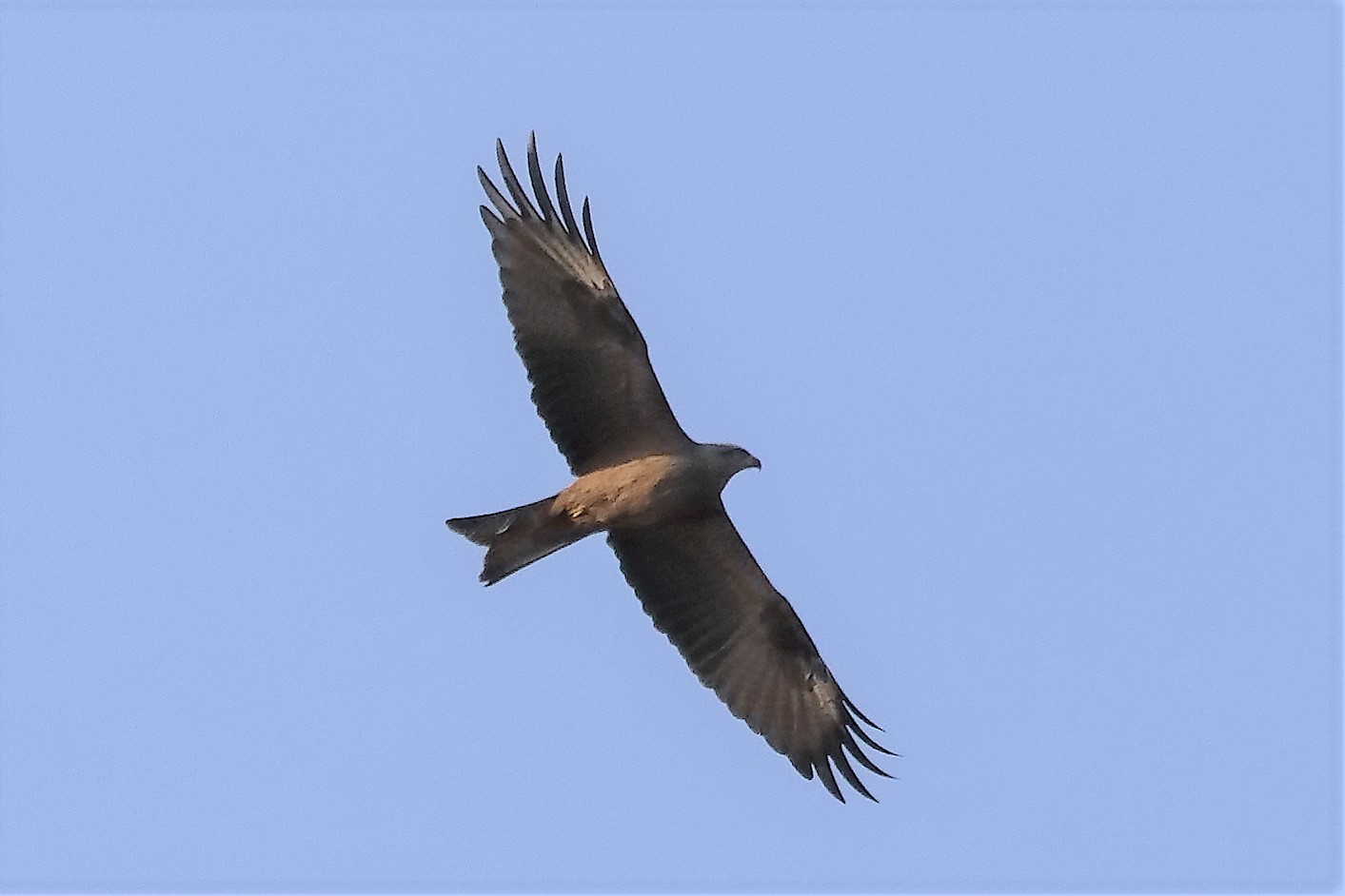 Black kite 23-03-2022