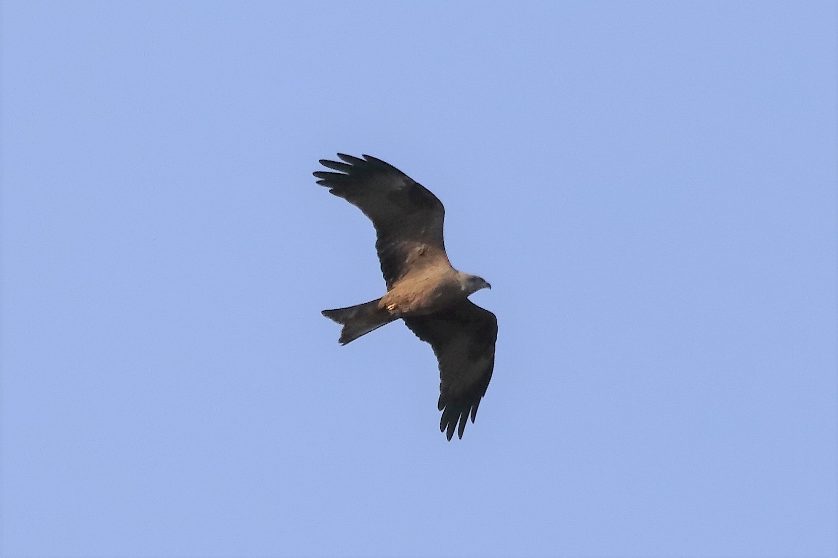 Black kite 23-03-2022
