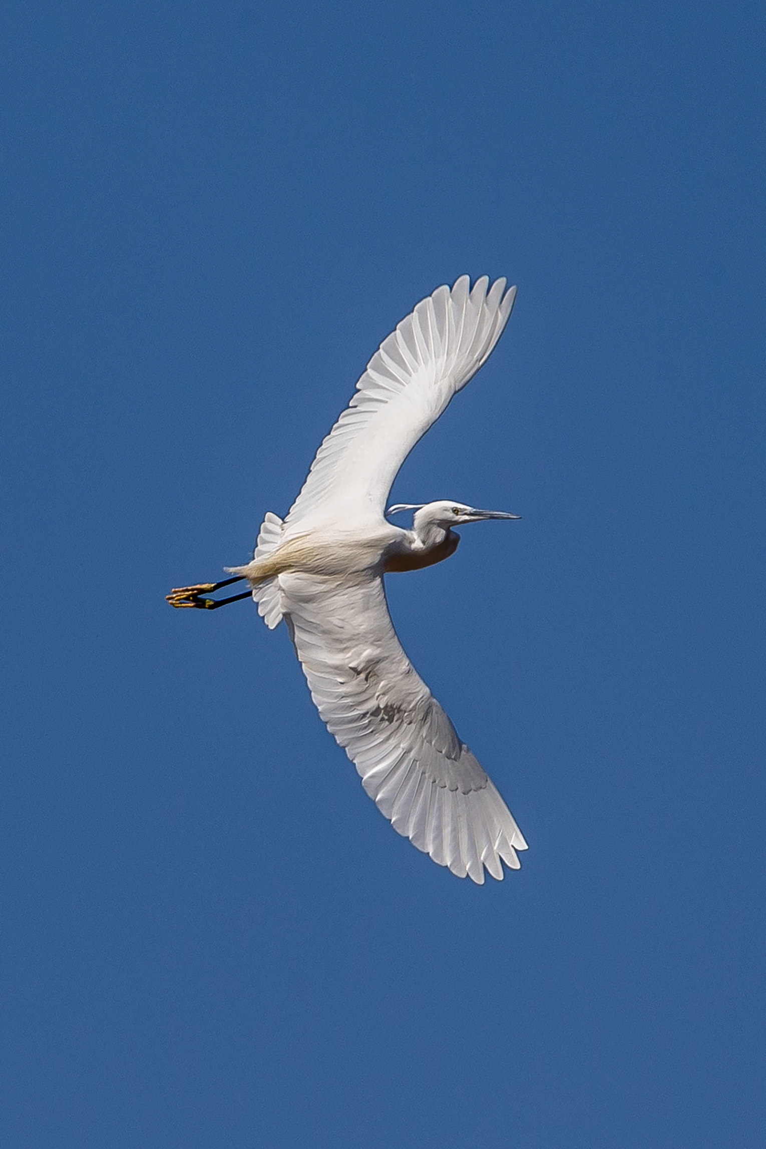Aliante in volo