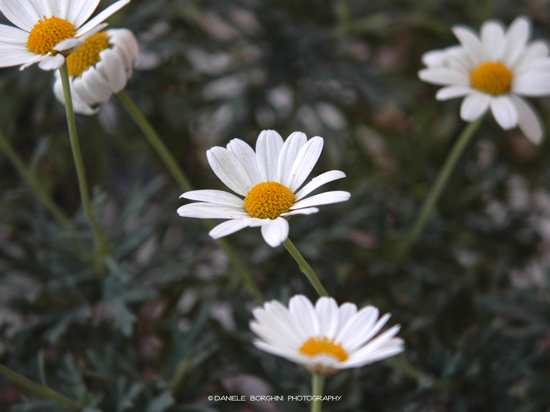 Daisies