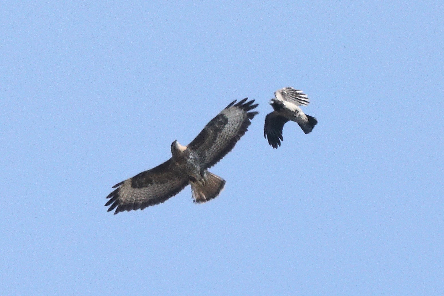 Buzzard 22-03-2022