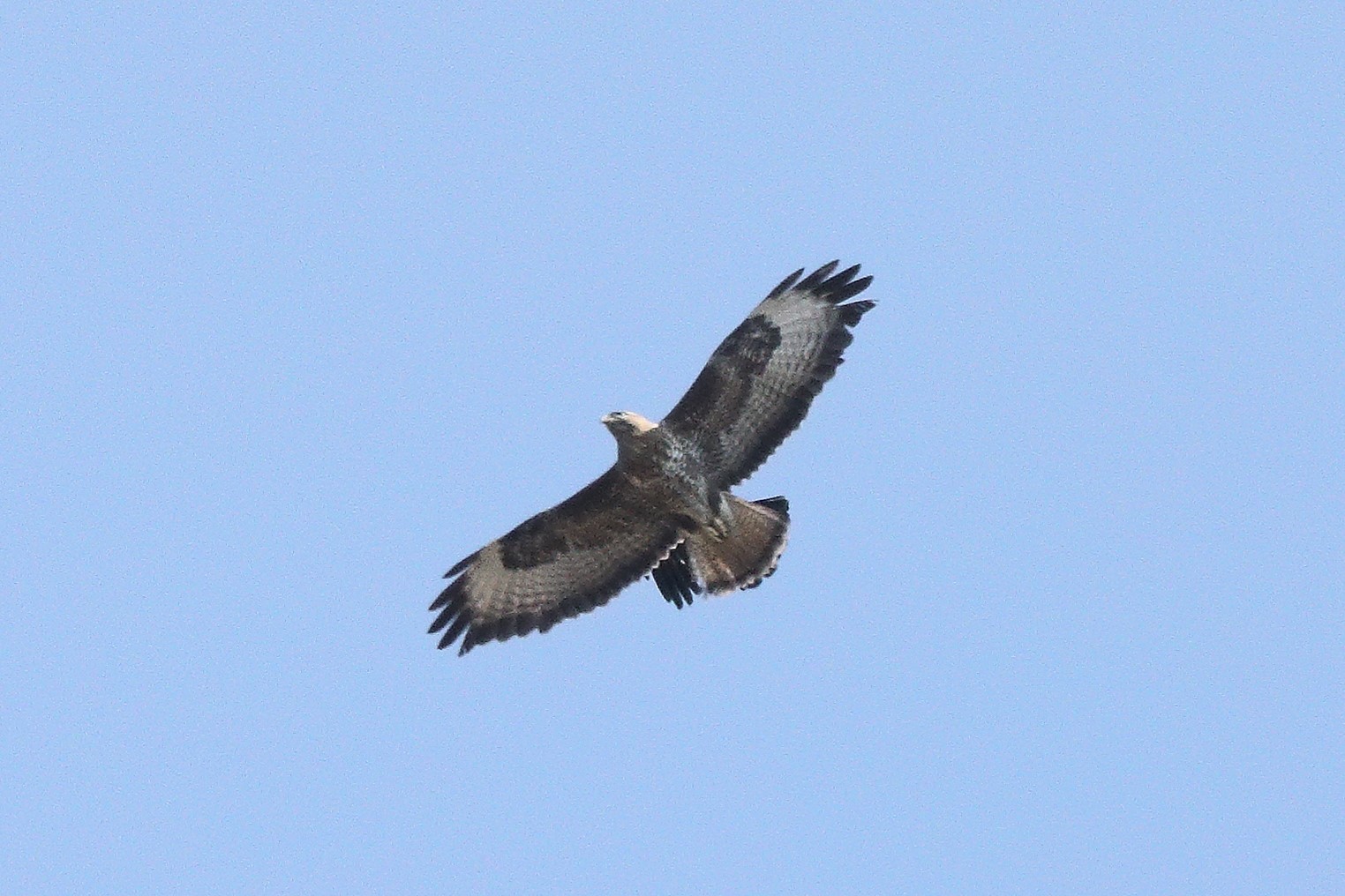 Buzzard 22-03-2022