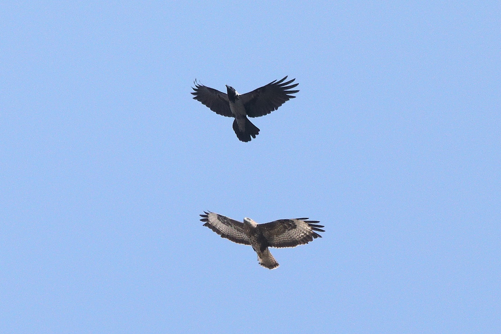 Buzzard 22-03-2022