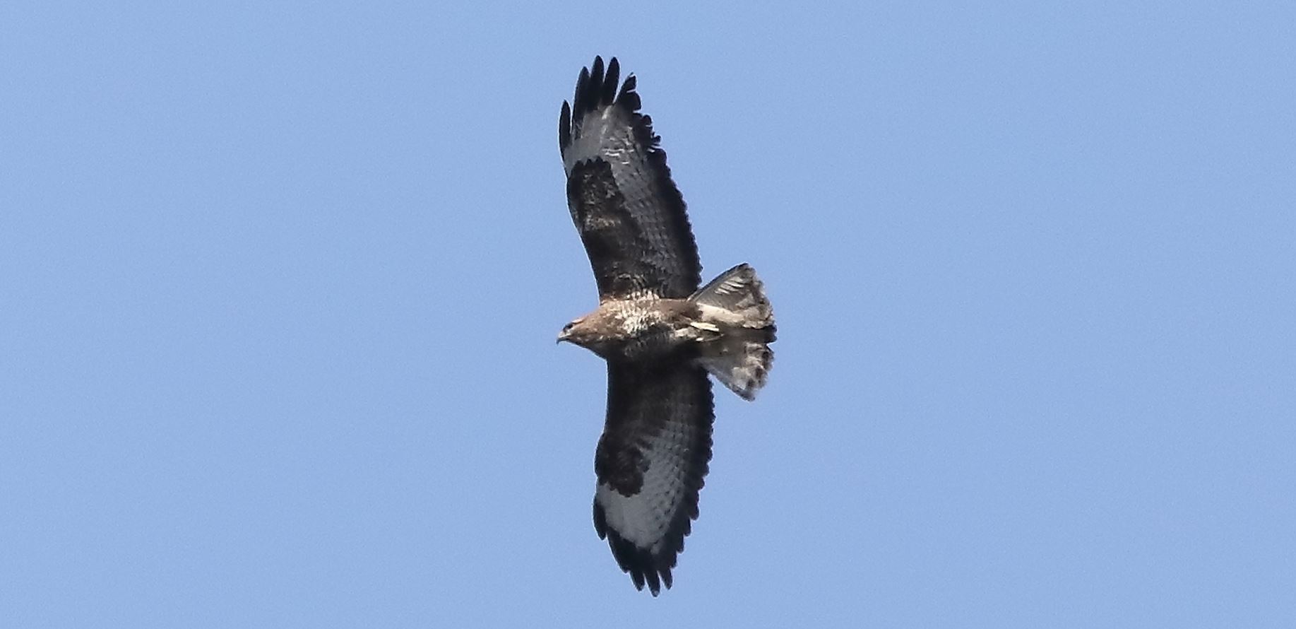 Buzzard 22-03-2022