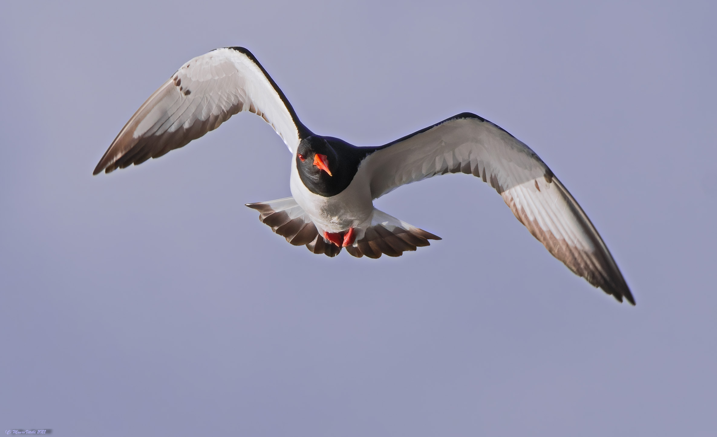 Sea woodcock (Haematopus ostralegus)