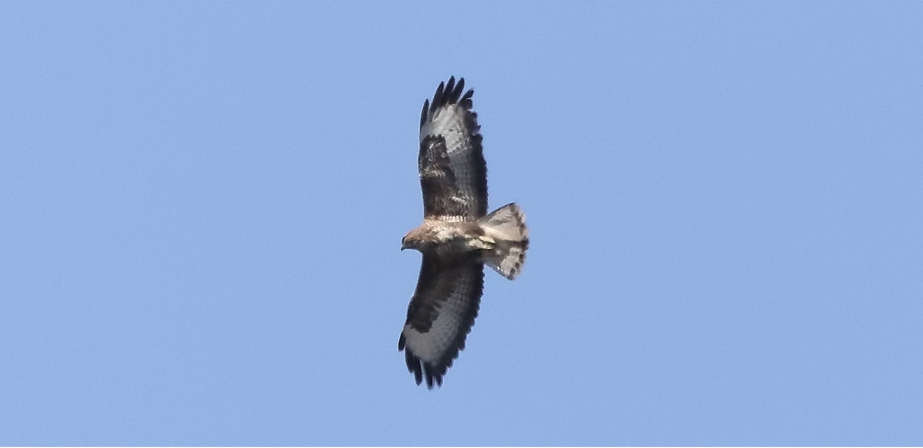 Buzzard 22-03-2022