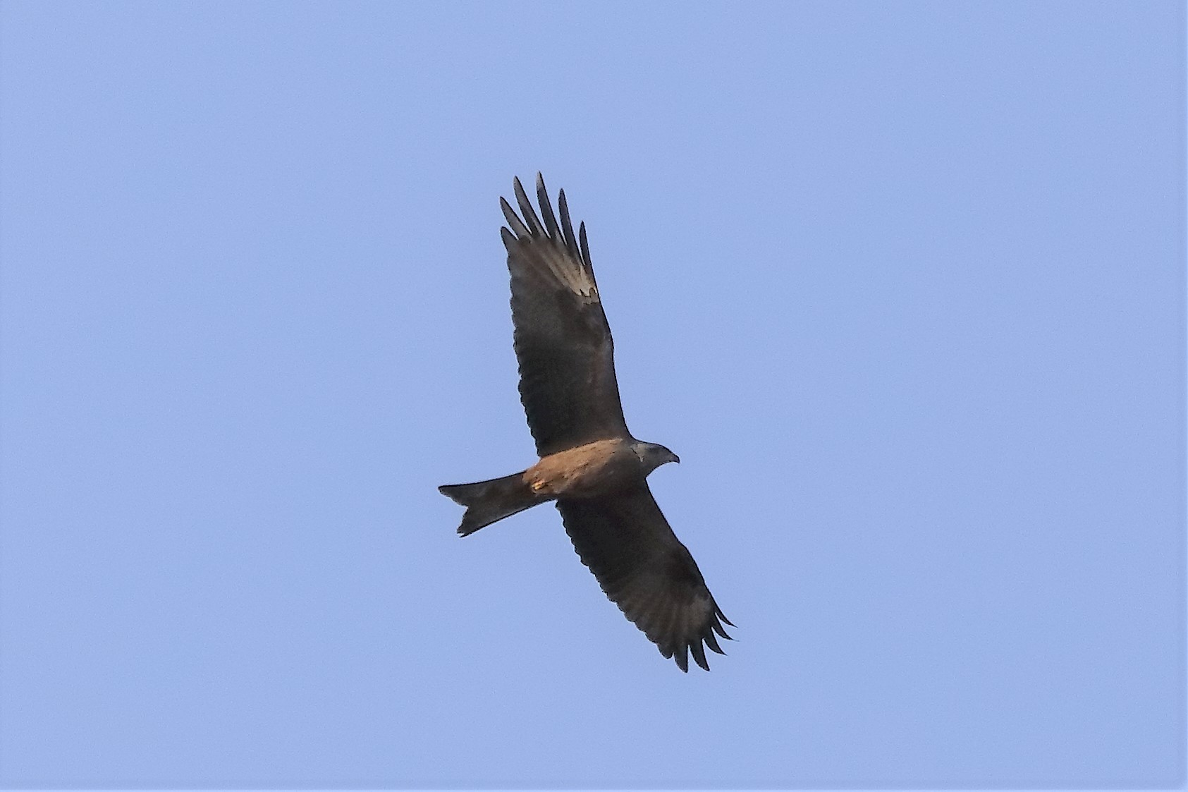 Black kite 23-03-2022