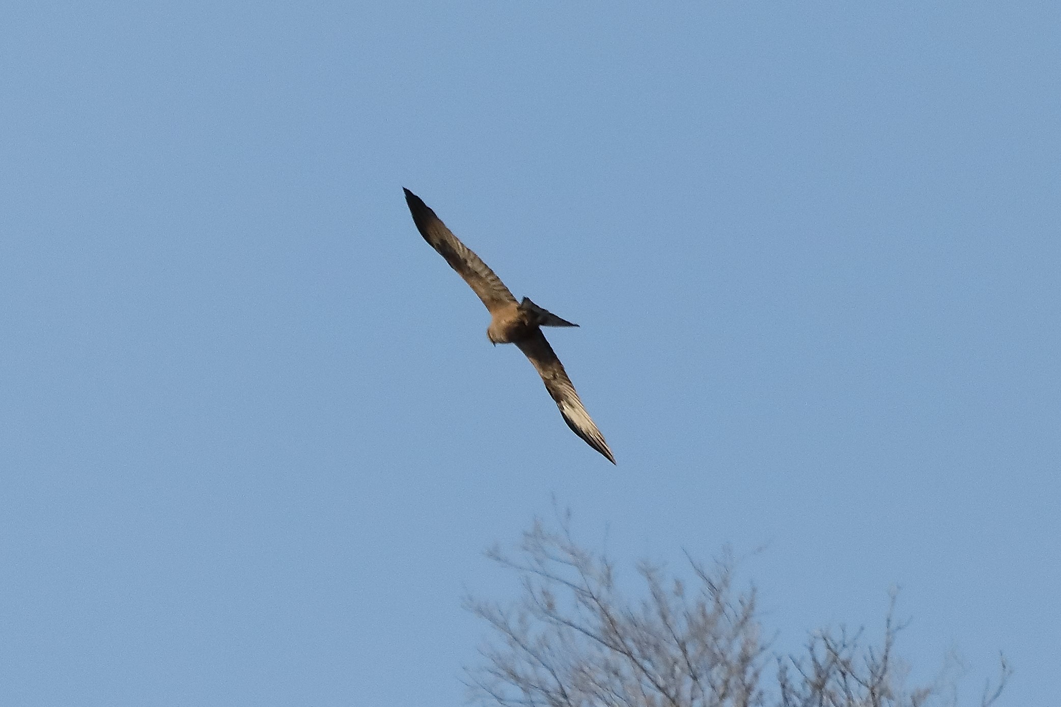 Black kite 23-03-2022