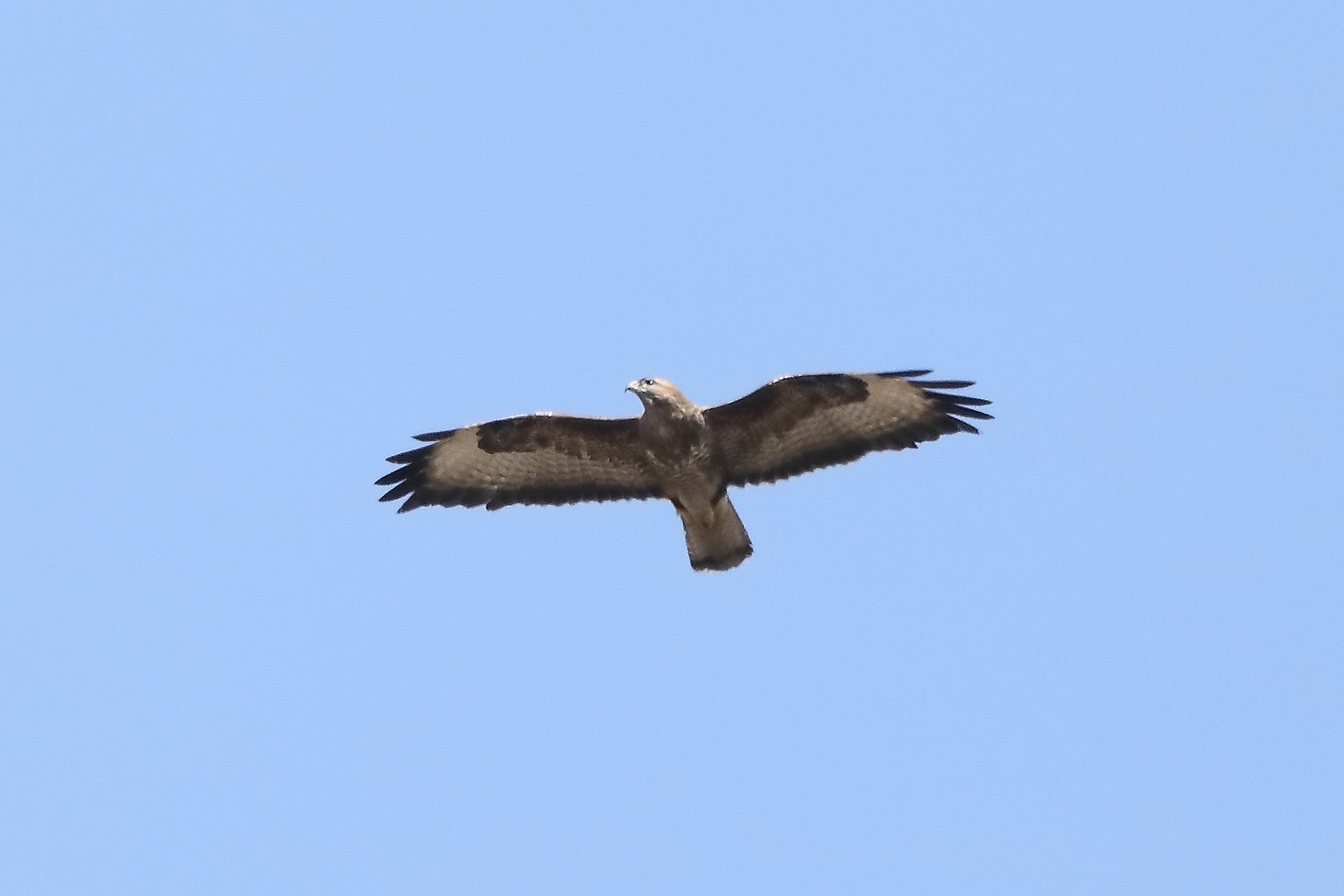 Buzzard 22-03-2022