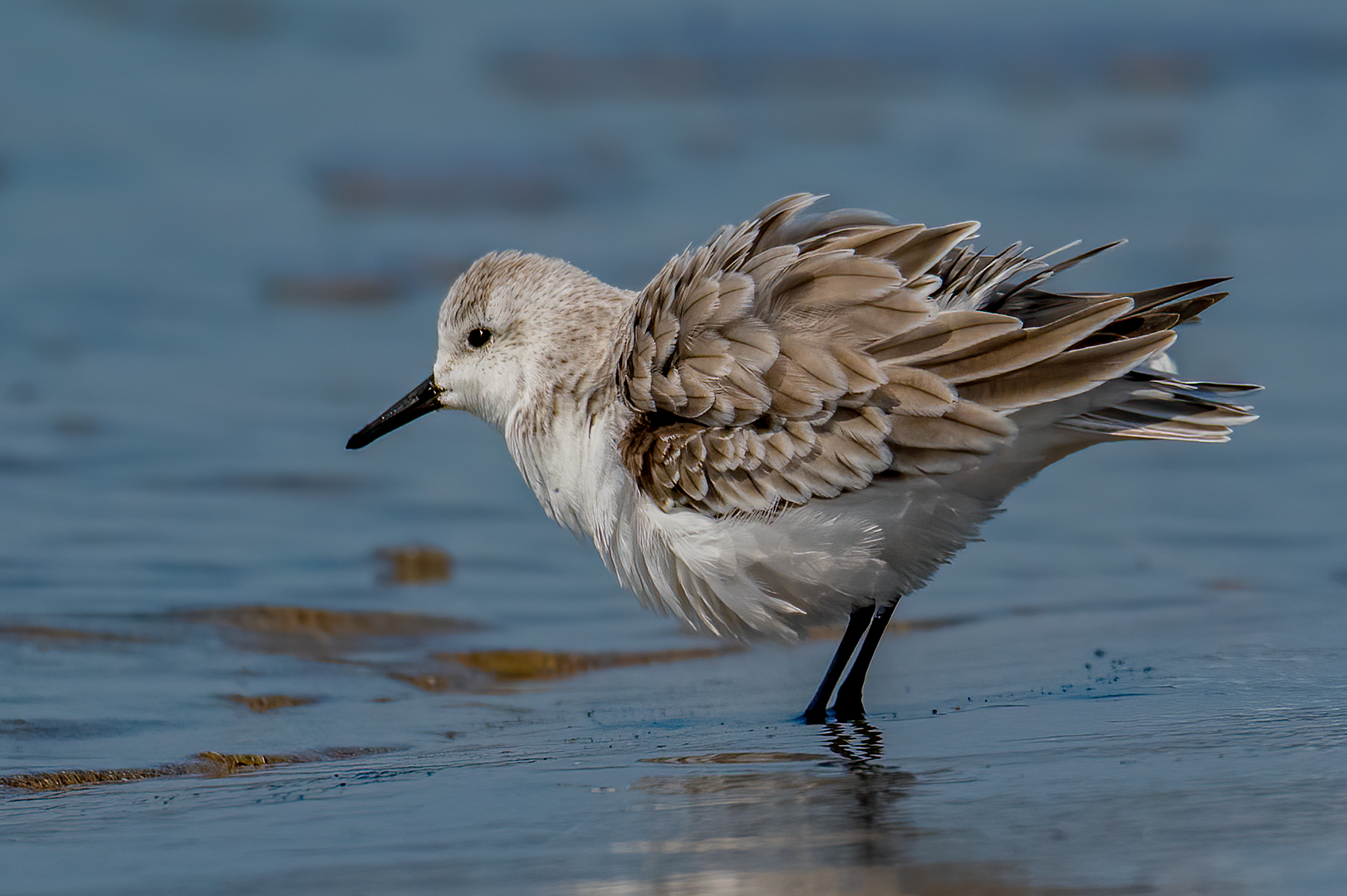 Piovanello Tridattilo(Calidris alba)