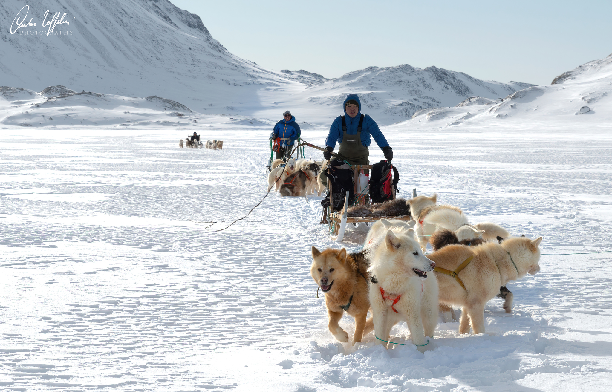 Greenland dogs