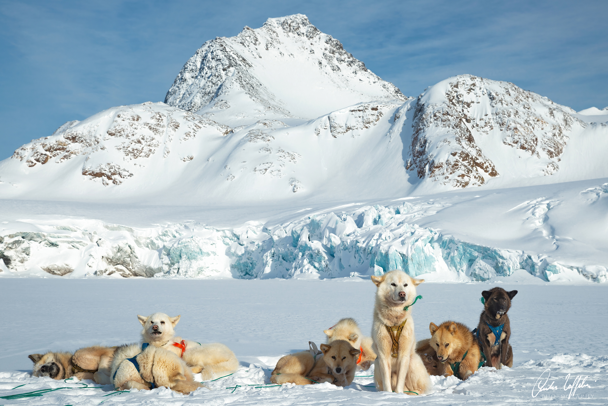 Greenland dogs