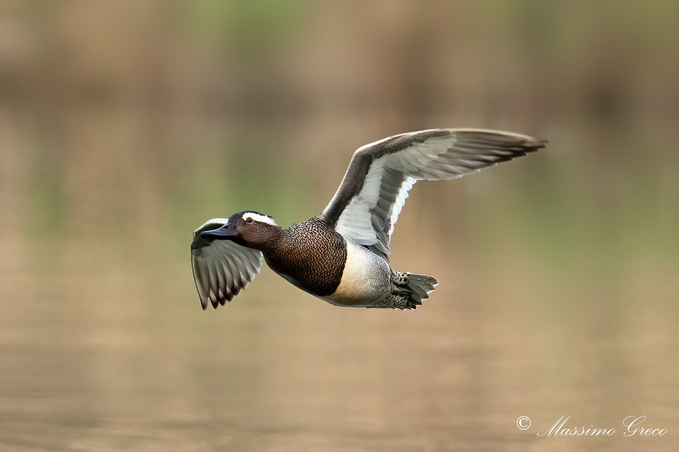 Marzaiola (Anas querquedula)
