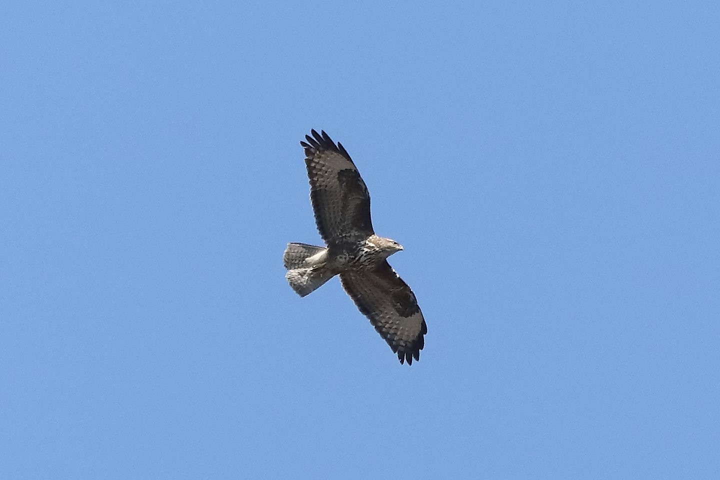 Buzzard 23-03-2022