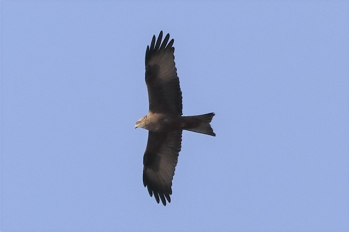 Black kite 23-03-2022