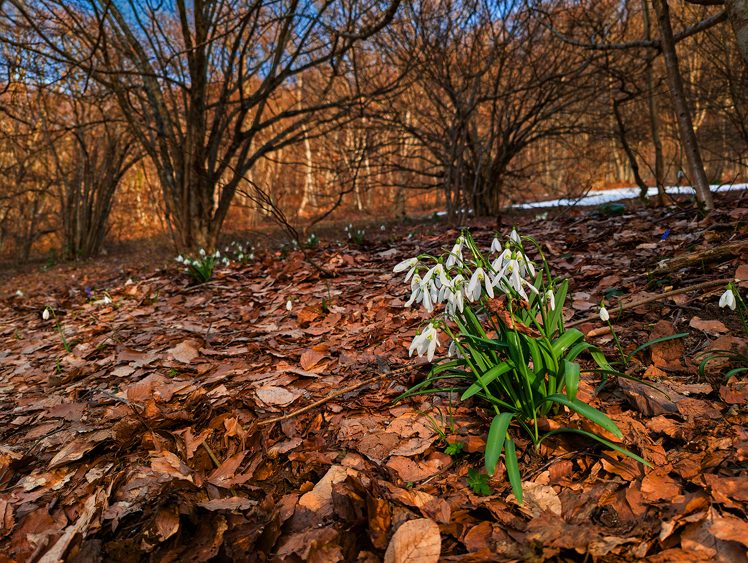 primi timidi risvegli
