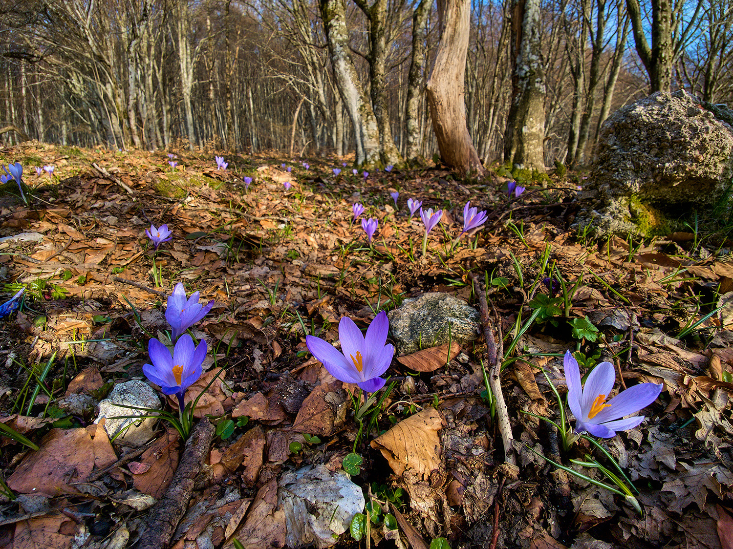 le stelline del bosco