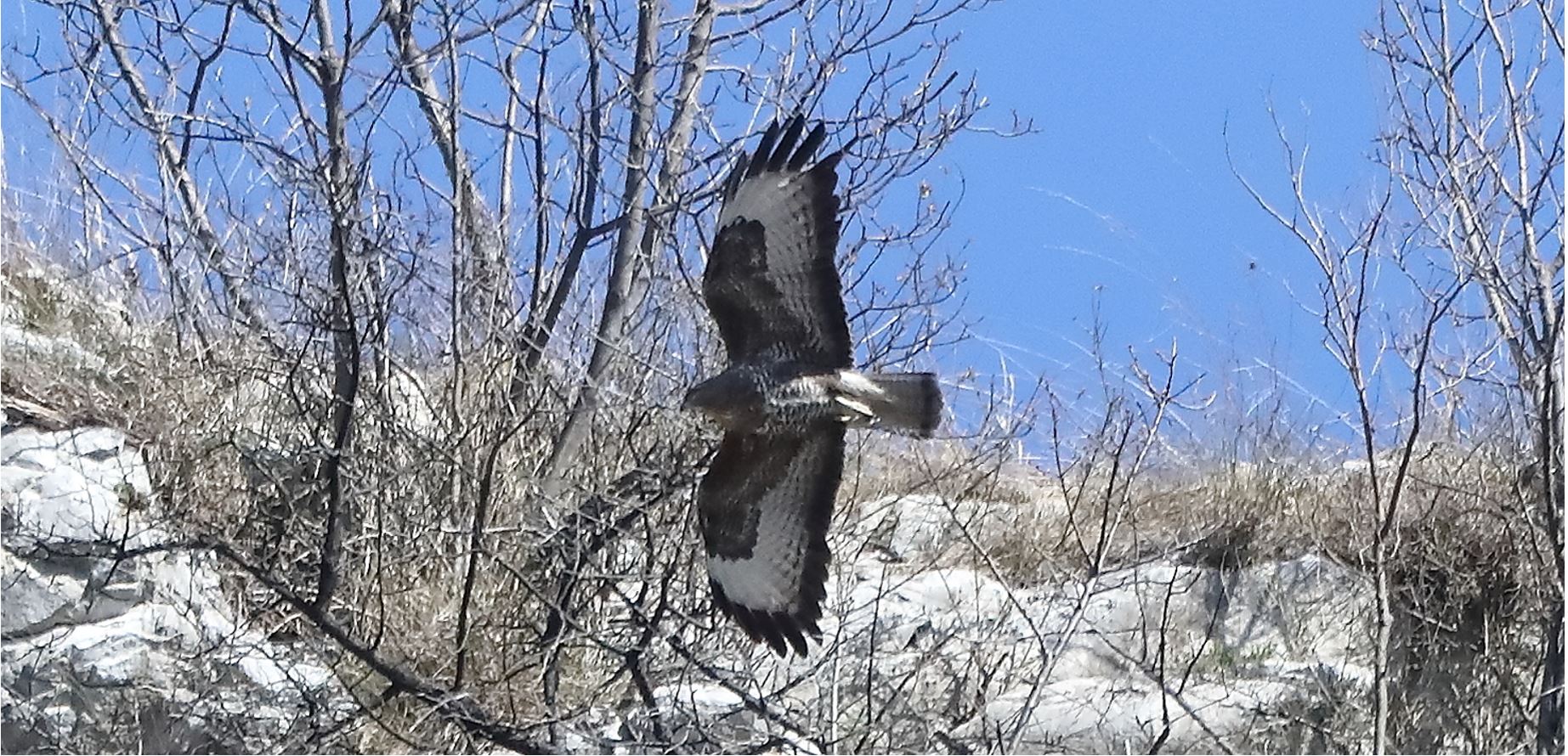 Buzzard 24-03-2022
