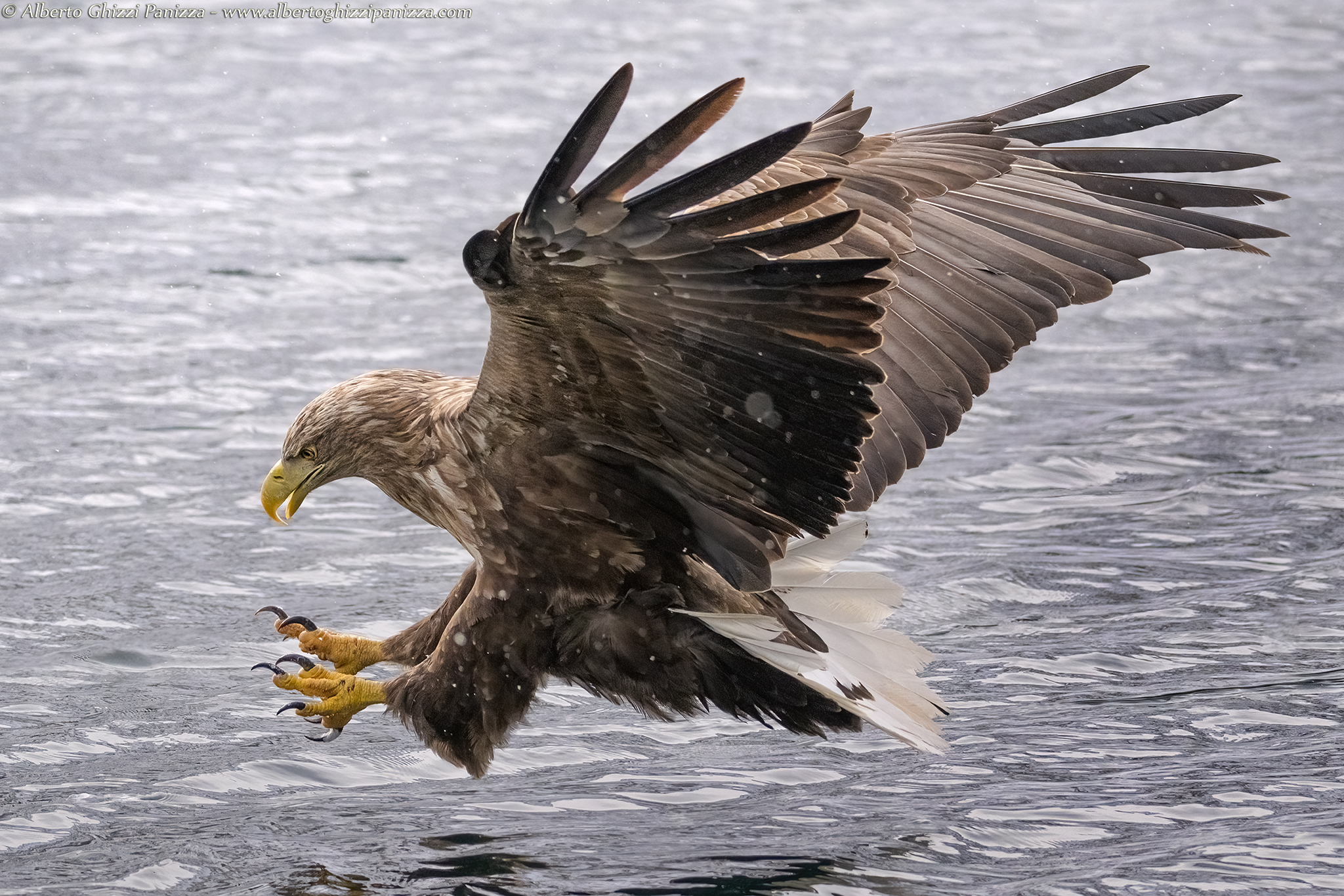 Sea eagle in Norway