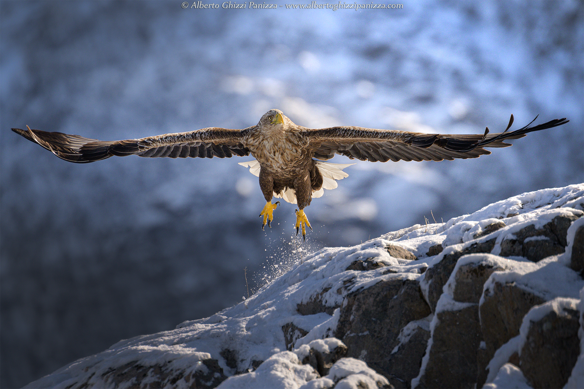 Sea eagle in Norway #2
