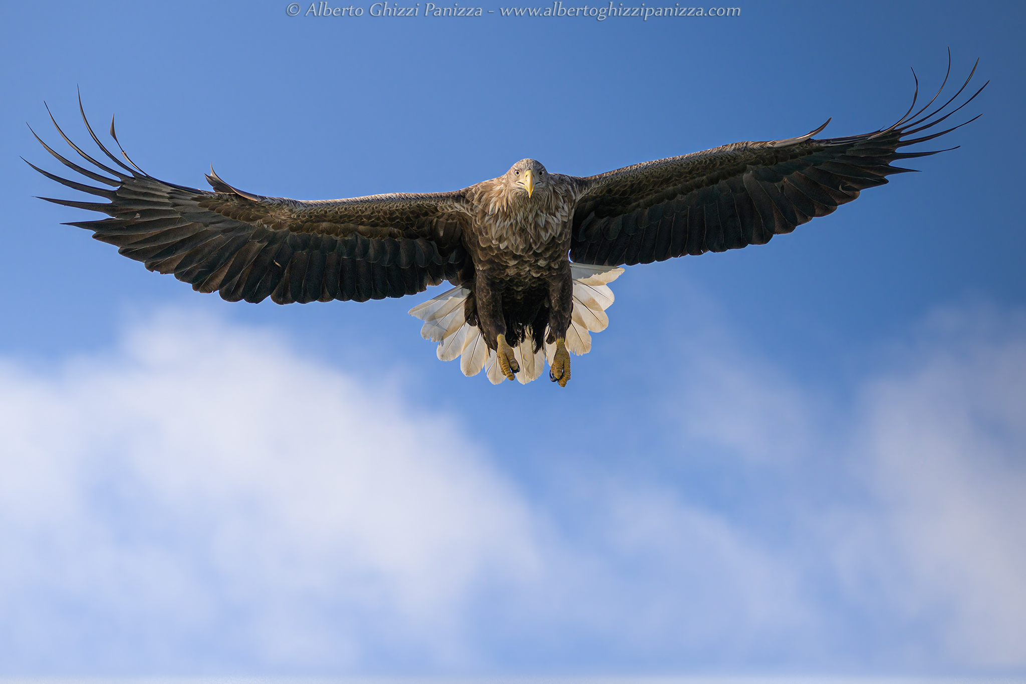 Aquila di mare in Norvegia #3