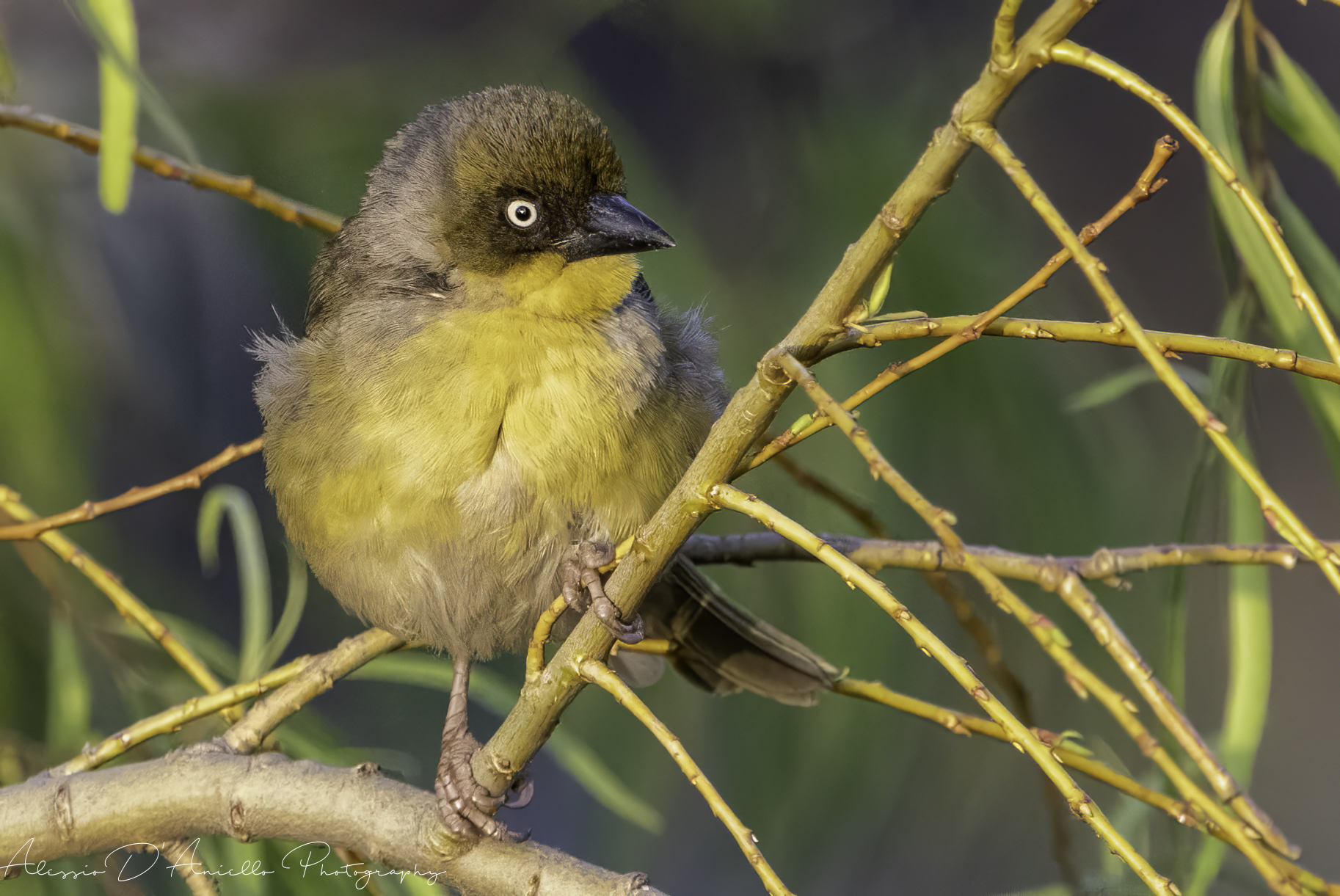Baglafecht weaver/baglafecht weaver/Ploceus bagla