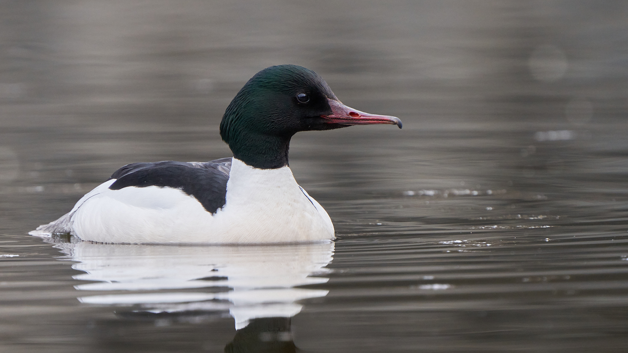 Major Merganser