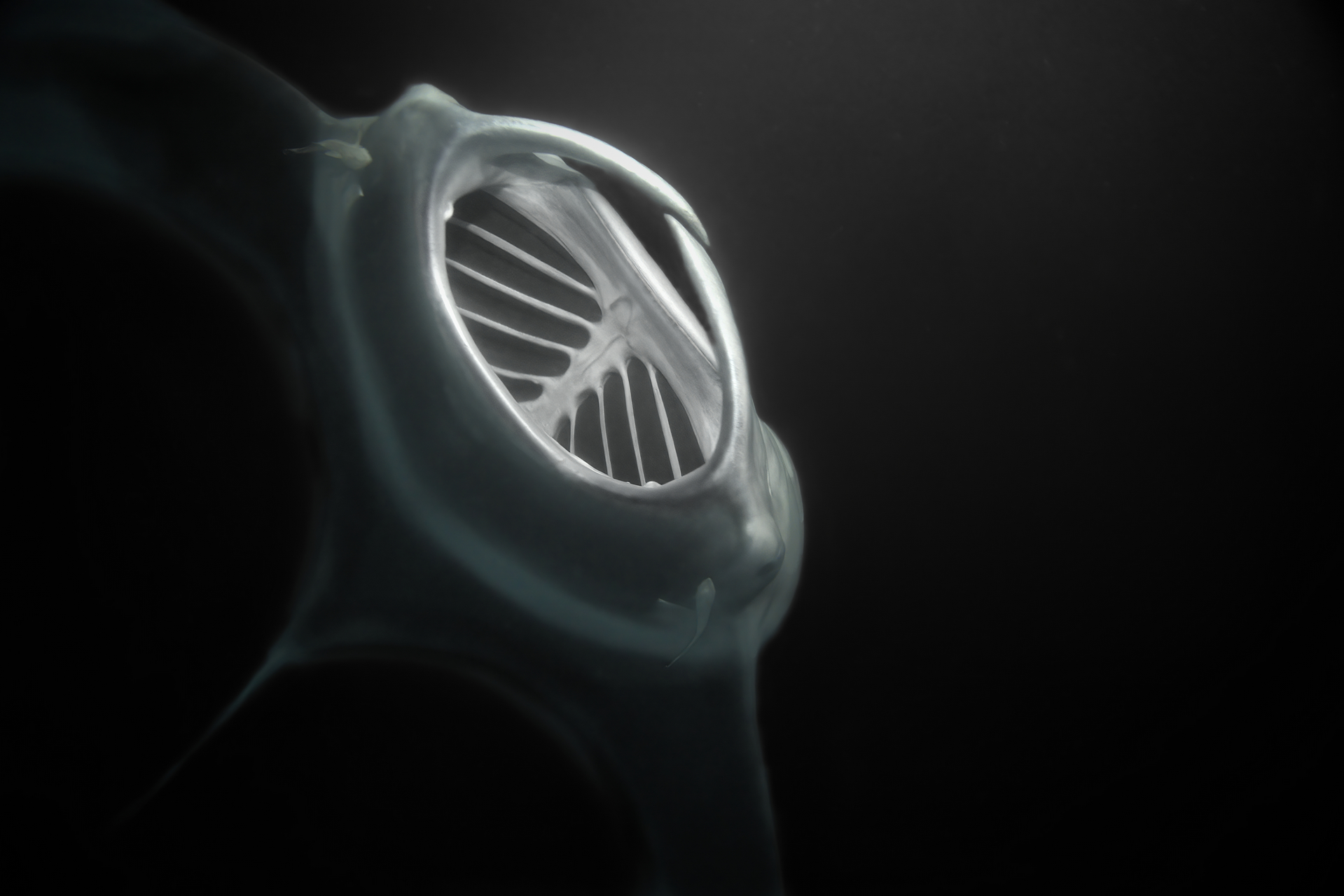 Il cacciatore di plancton