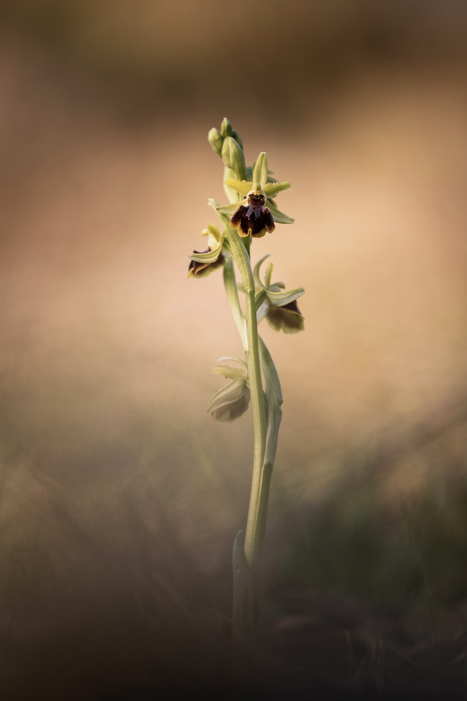 Ophrys