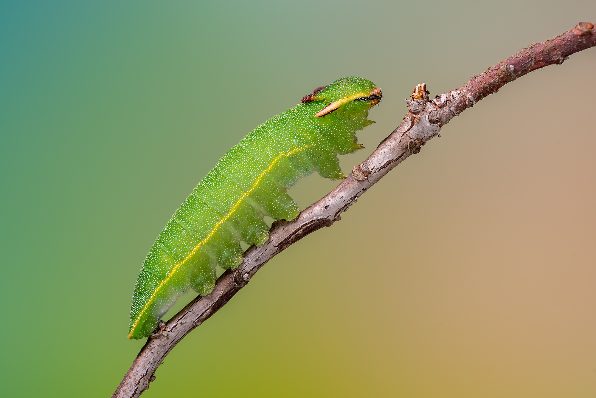 Caterpillar of Charaxes jasus