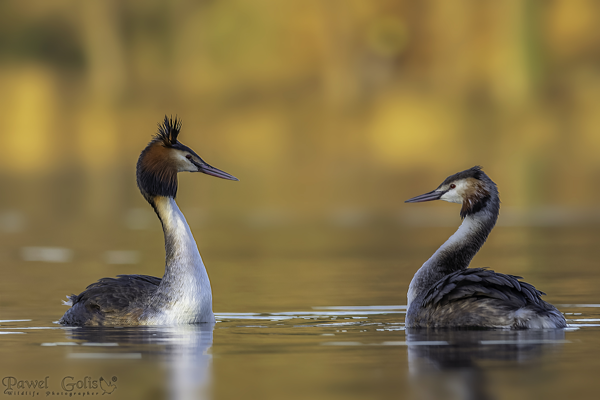 Svasso maggiore (Podiceps cristatus)