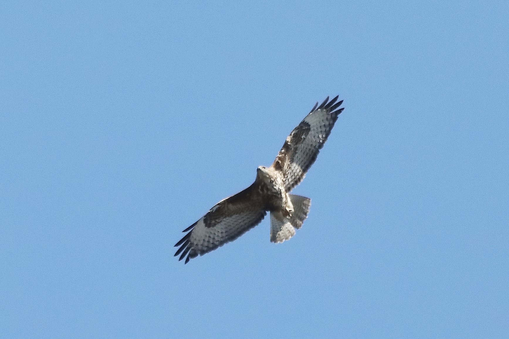 Buzzard 23-03-2022