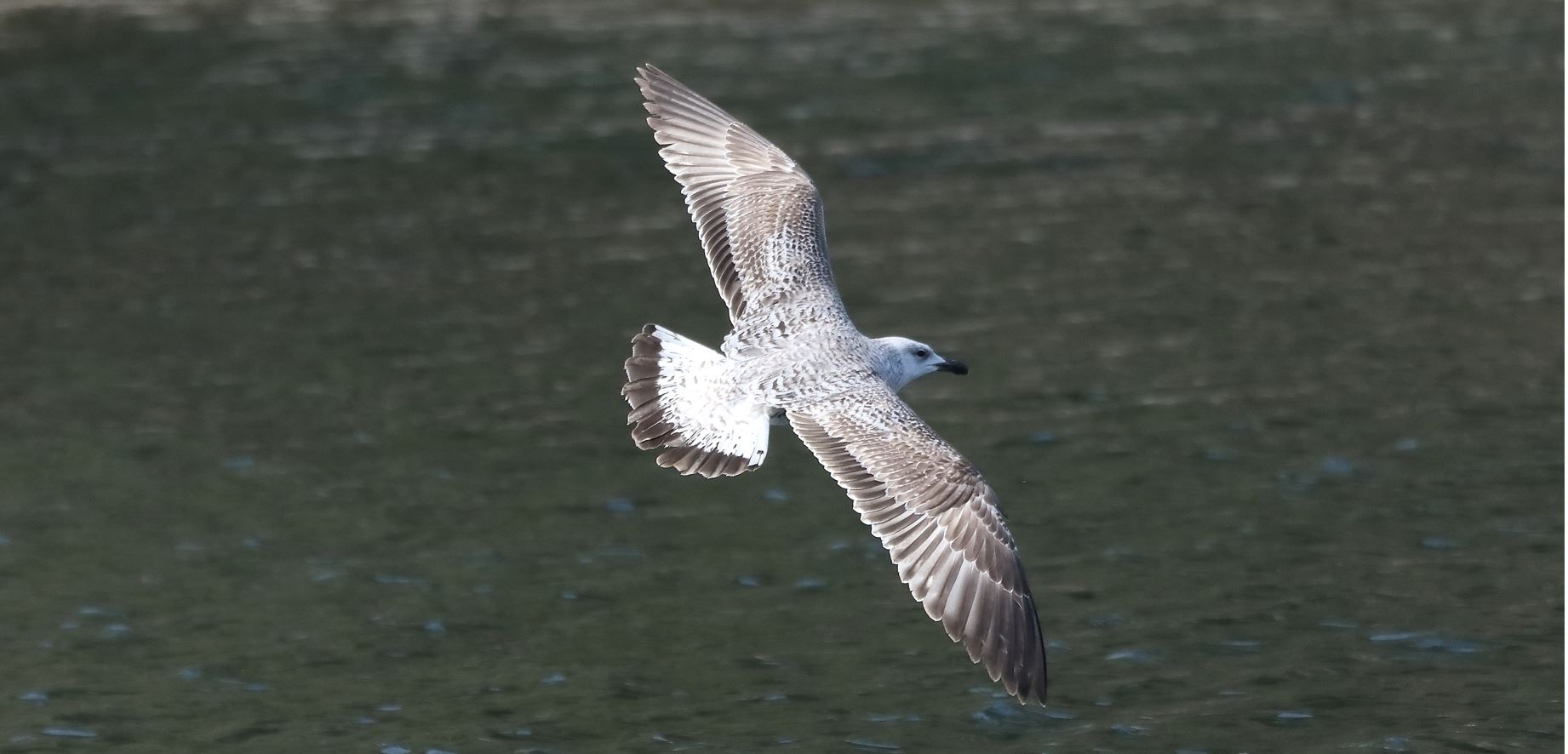 terrestrial gull 28-03-2022