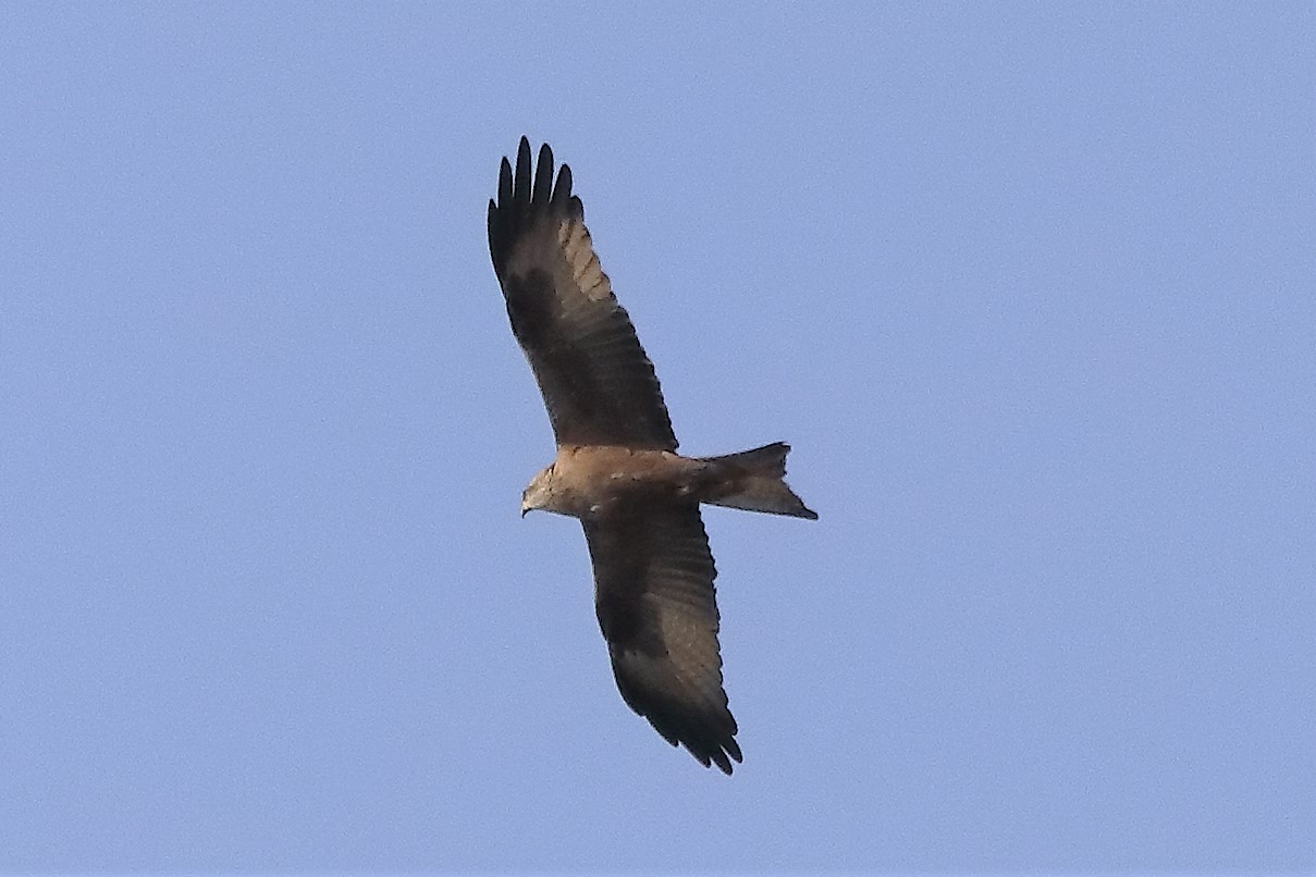 Black kite 23-03-2022