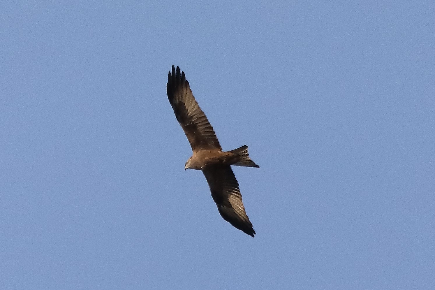 Black kite 23-03-2022