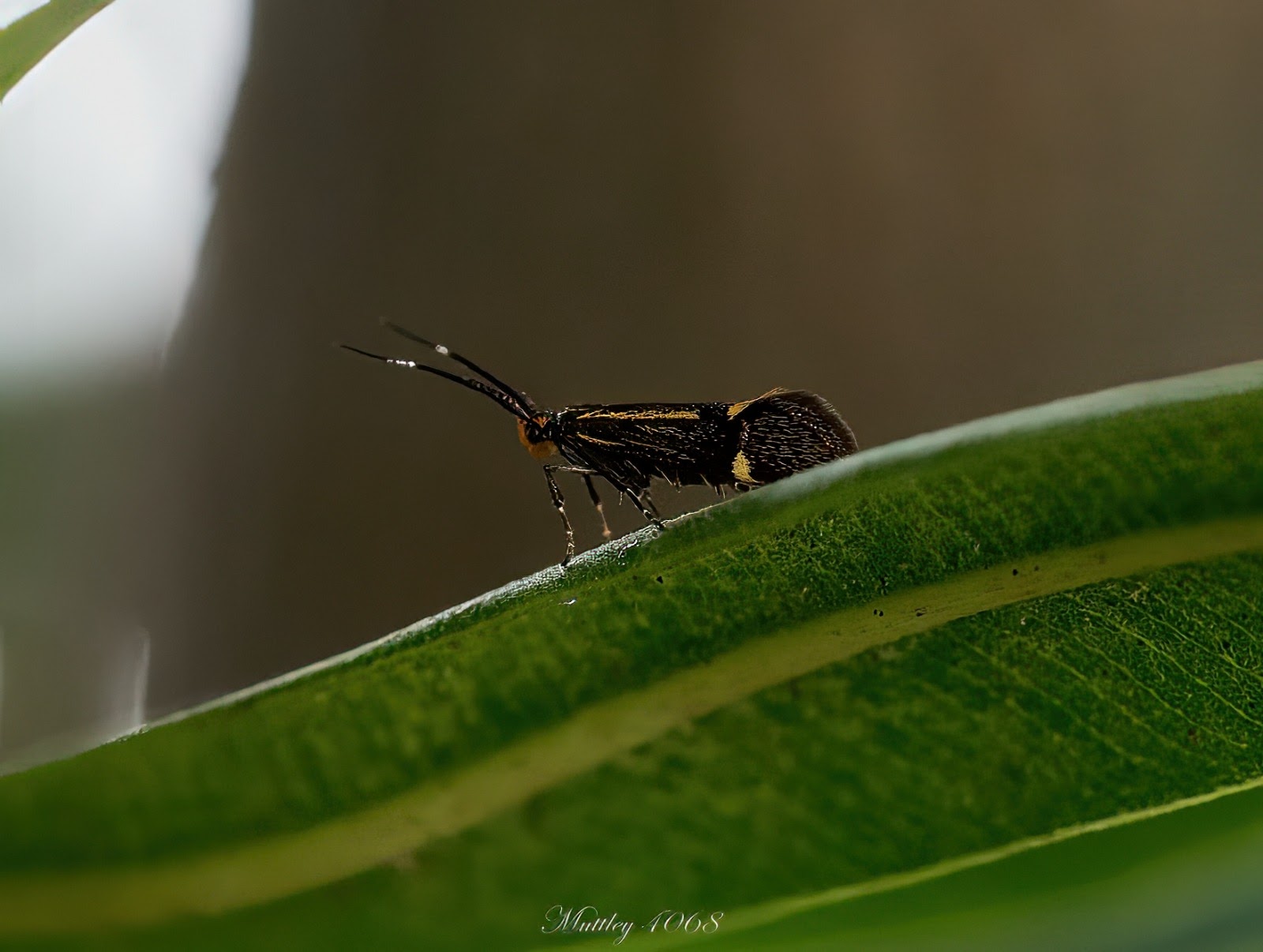 Esperia Sulphurella order Oecophoridae