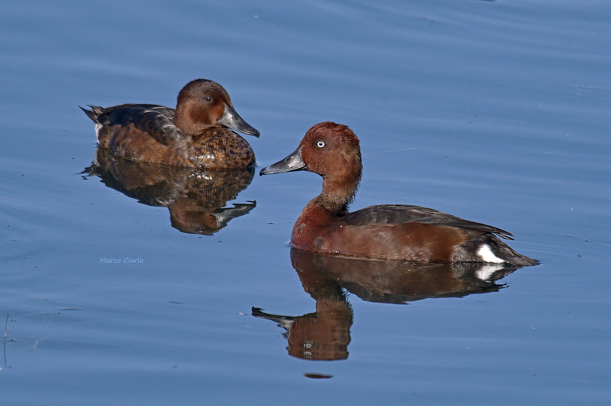 Moretta tabaccata (Aythya nyroca)
