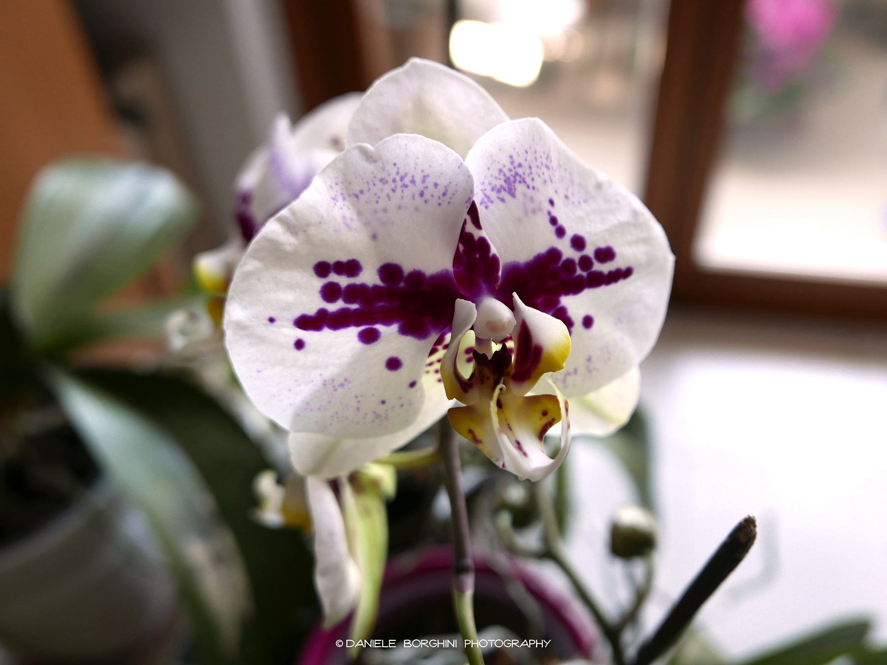 Orchid in the living room