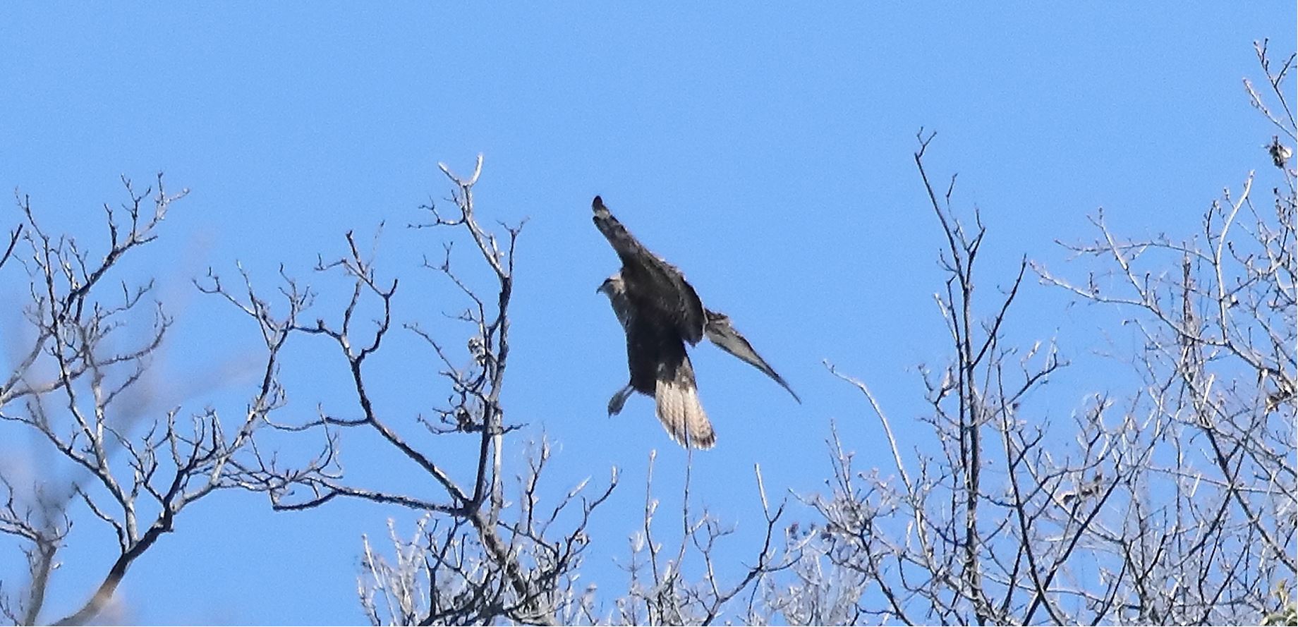 Buzzard 24-03-2022