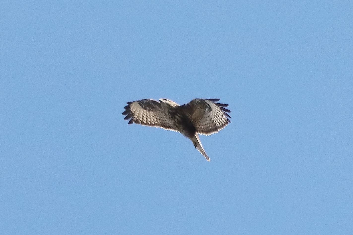 Buzzard 23-03-2022