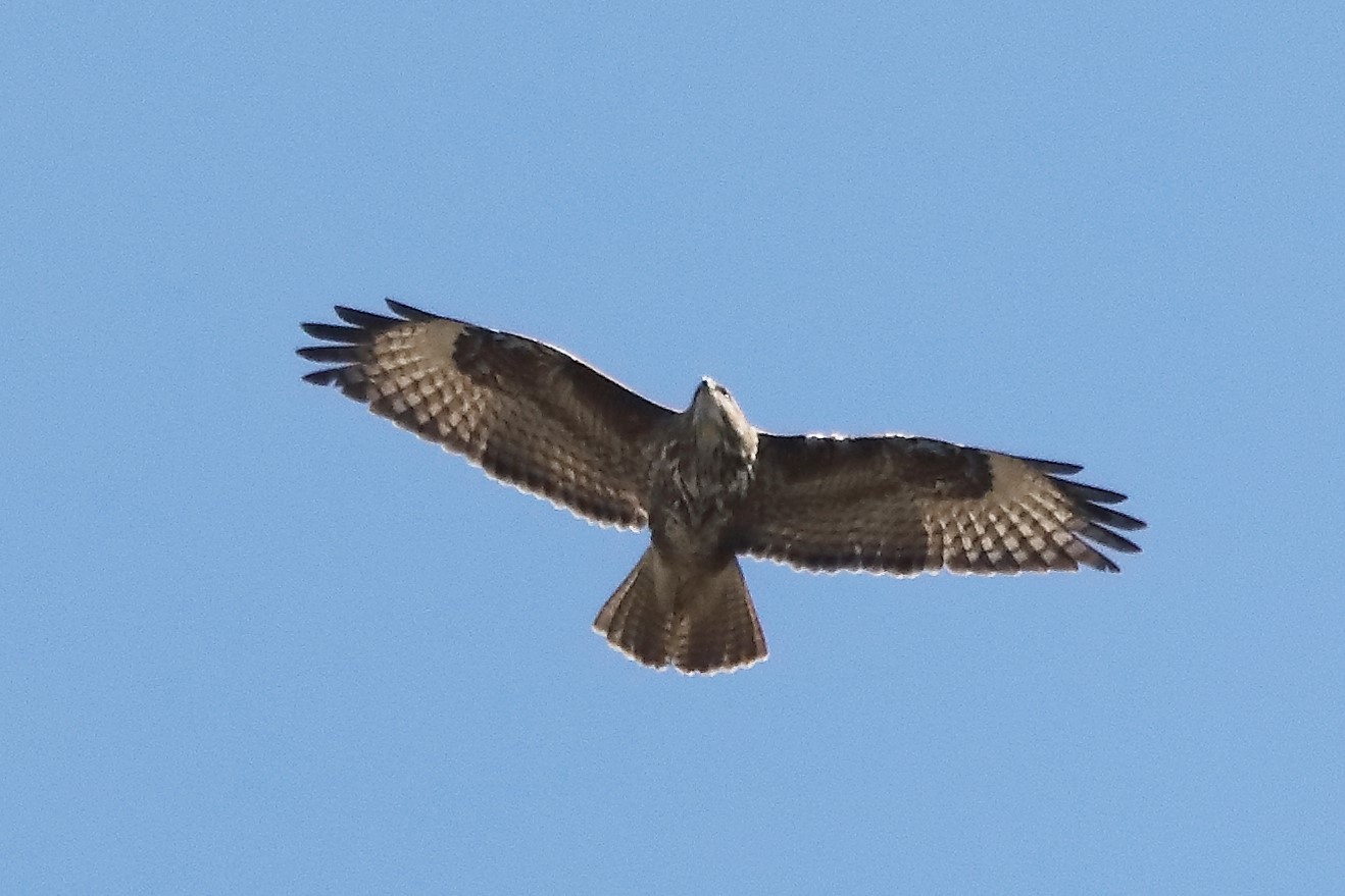 Buzzard 23-03-2022
